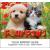 Calendar - Four Paws Calendar