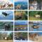 Wildlife Calendar